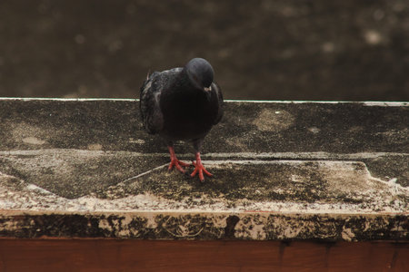 Pigeons on the roof , Pigeons are poultry that we can see everywhere.