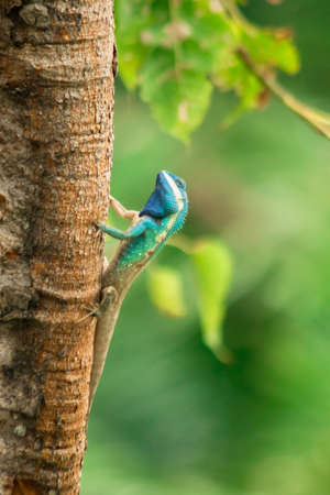 The blue-headed goblet on the tree. , King Gila is a predator. They catch and eat insects that help create a balance in the ecosystem.の写真素材