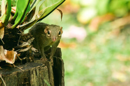 Northern treeshrew on a branch.
, Northern treeshrew is a small mammal. Ranked Chipmunk (Scandentia)の写真素材