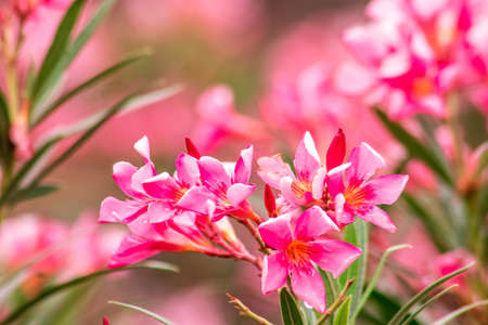 Oleander, beautiful blooming pink, is classified as a popular ornamental flower plant.の写真素材