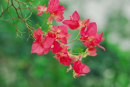 Bougainvillea glabra Choisy pink is a popular ornamental flower plant.の写真素材