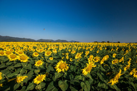 Popular sunflowers are planted as ornamental plants, sunflowers are planted together densely into a sunflower field.の写真素材