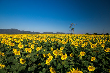 Popular sunflowers are planted as ornamental plants, sunflowers are planted together densely into a sunflower field.の写真素材