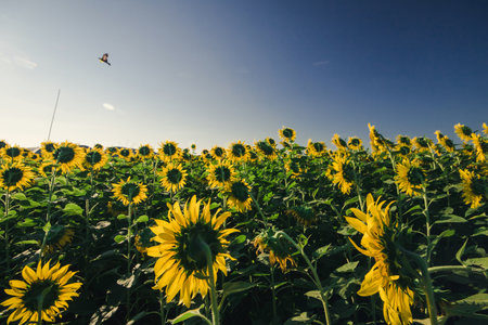 Popular sunflowers are planted as ornamental plants, sunflowers are planted together densely into a sunflower field.の写真素材