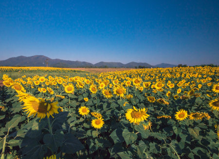 Popular sunflowers are planted as ornamental plants, sunflowers are planted together densely into a sunflower field.の写真素材
