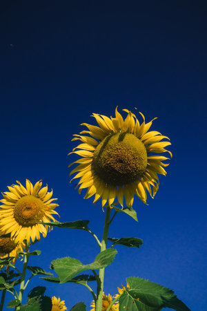 Popular sunflowers are planted as ornamental plants, sunflowers are planted together densely into a sunflower field.の写真素材