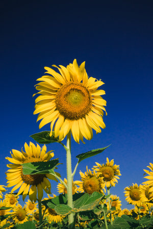 Popular sunflowers are planted as ornamental plants, sunflowers are planted together densely into a sunflower field.の写真素材