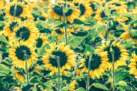 Popular sunflowers are planted as ornamental plants, sunflowers are planted together densely into a sunflower field.の写真素材