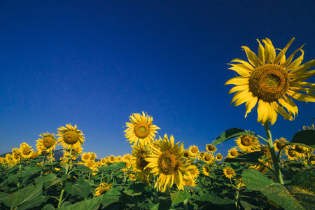 Popular sunflowers are planted as ornamental plants, sunflowers are planted together densely into a sunflower field.の写真素材