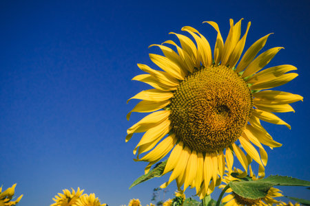 Popular sunflowers are planted as ornamental plants, sunflowers are planted together densely into a sunflower field.の写真素材