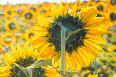Popular sunflowers are planted as ornamental plants, sunflowers are planted together densely into a sunflower field.の写真素材