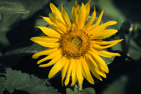 Sunflower with yellow petals blooming in the sun.の写真素材