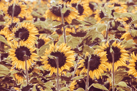 Popular sunflowers are planted as ornamental plants, sunflowers are planted together densely into a sunflower field.の写真素材