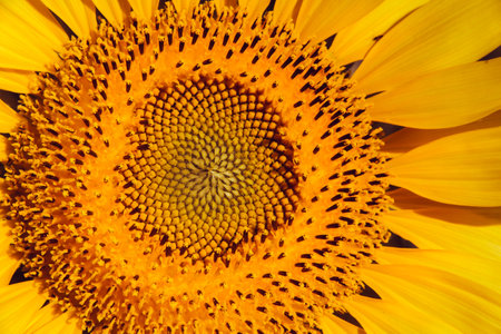 Popular sunflowers are planted as ornamental plants, sunflowers are planted together densely into a sunflower field.の写真素材