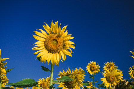 Popular sunflowers are planted as ornamental plants, sunflowers are planted together densely into a sunflower field.の写真素材