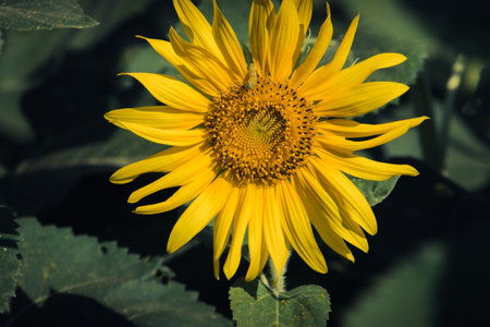 Sunflower with yellow petals blooming in the sun.の写真素材