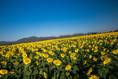Popular sunflowers are planted as ornamental plants, sunflowers are planted together densely into a sunflower field.の写真素材