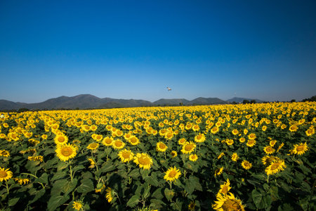 Popular sunflowers are planted as ornamental plants, sunflowers are planted together densely into a sunflower field.の写真素材