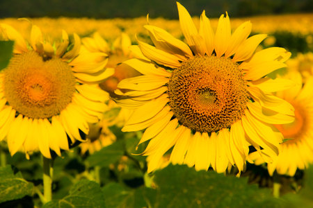 Sunflowers are characterized by the turn of the inflorescences to turn in the direction of the sun.の写真素材