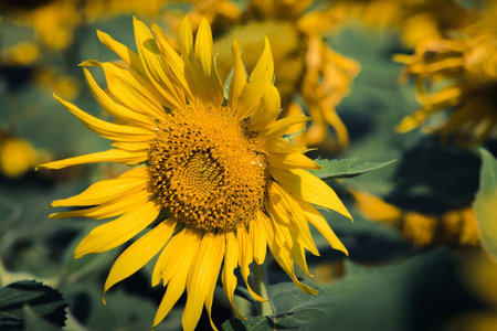 Popular sunflowers are planted as ornamental plants, sunflowers are planted together densely into a sunflower field.の写真素材