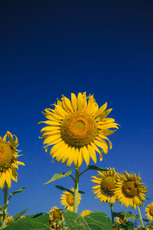Popular sunflowers are planted as ornamental plants, sunflowers are planted together densely into a sunflower field.の写真素材
