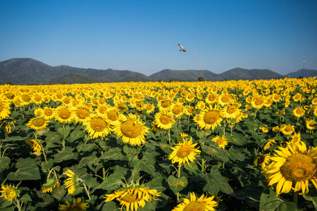 Popular sunflowers are planted as ornamental plants, sunflowers are planted together densely into a sunflower field.の写真素材