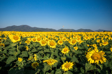 Popular sunflowers are planted as ornamental plants, sunflowers are planted together densely into a sunflower field.の写真素材