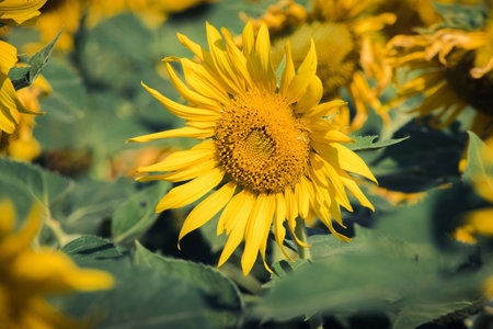 Popular sunflowers are planted as ornamental plants, sunflowers are planted together densely into a sunflower field.の写真素材