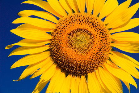 Sunflowers are characterized by the turn of the inflorescences to turn in the direction of the sun.の写真素材