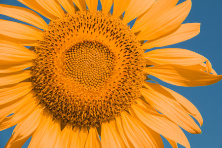 Sunflowers are characterized by the turn of the inflorescences to turn in the direction of the sun.の写真素材