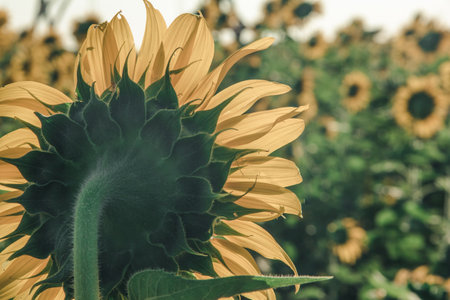 Popular sunflowers are planted as ornamental plants, sunflowers are planted together densely into a sunflower field.の写真素材