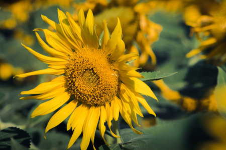 Popular sunflowers are planted as ornamental plants, sunflowers are planted together densely into a sunflower field.の写真素材