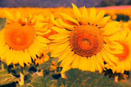 Sunflowers are characterized by the turn of the inflorescences to turn in the direction of the sun.の写真素材