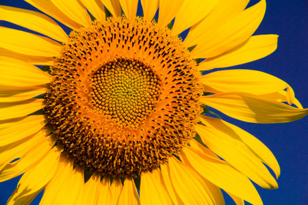 Sunflowers are characterized by the turn of the inflorescences to turn in the direction of the sun.の写真素材