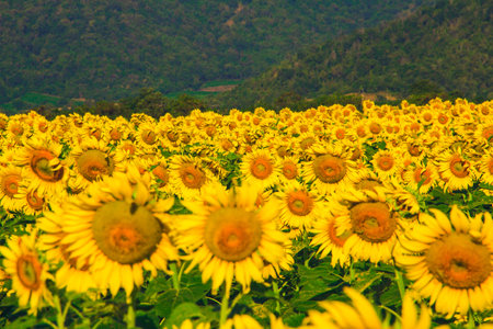 Popular sunflowers are planted as ornamental plants, sunflowers are planted together densely into a sunflower field.の写真素材