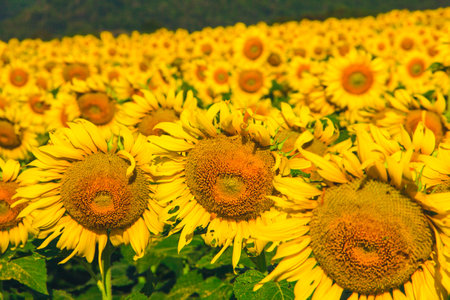 Popular sunflowers are planted as ornamental plants, sunflowers are planted together densely into a sunflower field.の写真素材