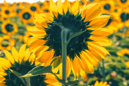 Popular sunflowers are planted as ornamental plants, sunflowers are planted together densely into a sunflower field.の写真素材