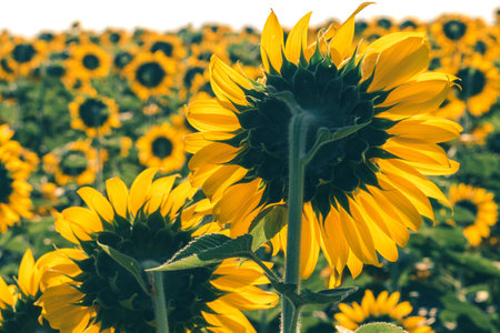 Popular sunflowers are planted as ornamental plants, sunflowers are planted together densely into a sunflower field.の写真素材