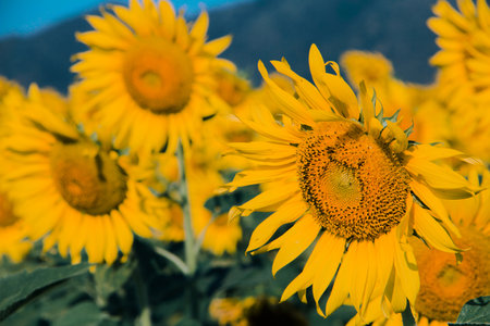 Popular sunflowers are planted as ornamental plants, sunflowers are planted together densely into a sunflower field.の写真素材