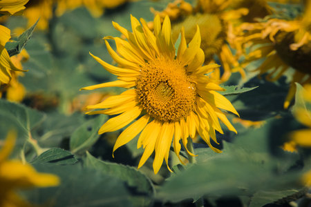 Popular sunflowers are planted as ornamental plants, sunflowers are planted together densely into a sunflower field.の写真素材