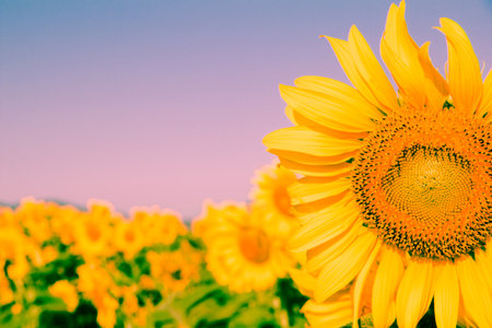 Popular sunflowers are planted as ornamental plants, sunflowers are planted together densely into a sunflower field.の写真素材