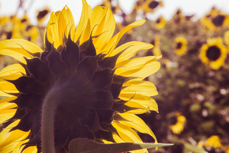 Popular sunflowers are planted as ornamental plants, sunflowers are planted together densely into a sunflower field.の写真素材