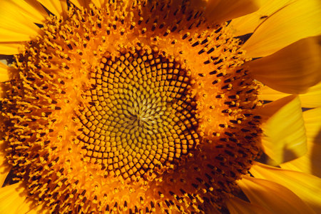 The sunflower macro has many small flowers at the base of the flower.の写真素材