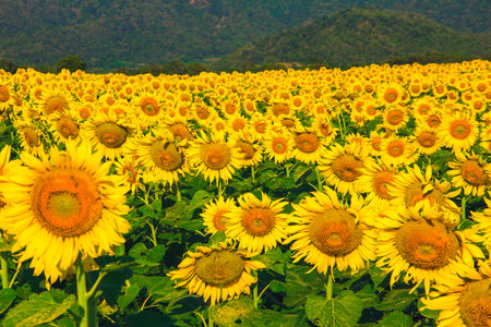 Popular sunflowers are planted as ornamental plants, sunflowers are planted together densely into a sunflower field.の写真素材