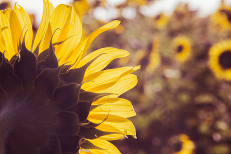 Popular sunflowers are planted as ornamental plants, sunflowers are planted together densely into a sunflower field.の写真素材
