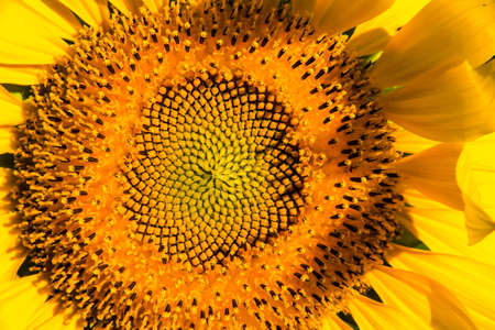 The sunflower macro has many small flowers at the base of the flower.の写真素材