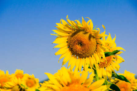 Popular sunflowers are planted as ornamental plants, sunflowers are planted together densely into a sunflower field.の写真素材