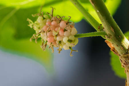 Mulberry White Mulberry. Fruits in one cluster.
When the fruit ripens, it turns a deep magenta or blackish purple.の写真素材