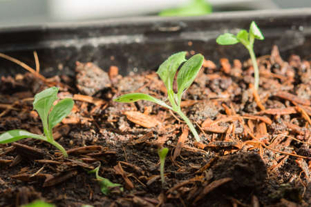 Growing lettuce or lettuce can be planted in many ways Can be planted in bags of soil or planted in trays.の写真素材