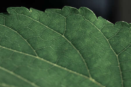 Mulberry has smooth dark green leaves. There is a clear line of mushroom nets.の写真素材